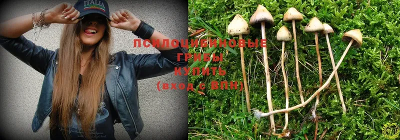 Галлюциногенные грибы Psilocybe  как найти закладки  Реутов 